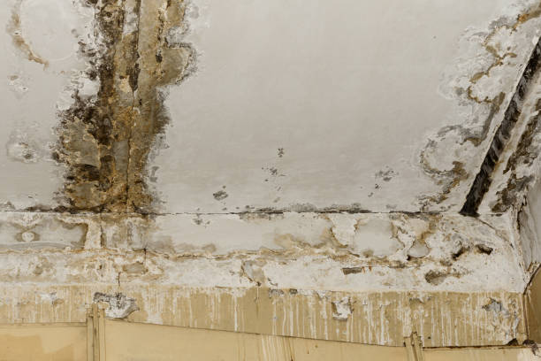 Best Commercial Mold Inspection  in Saylorsburg, PA