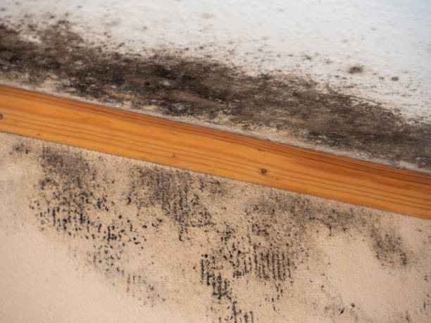 Best Comprehensive Air Testing for Mold Contaminants  in Saylorsburg, PA